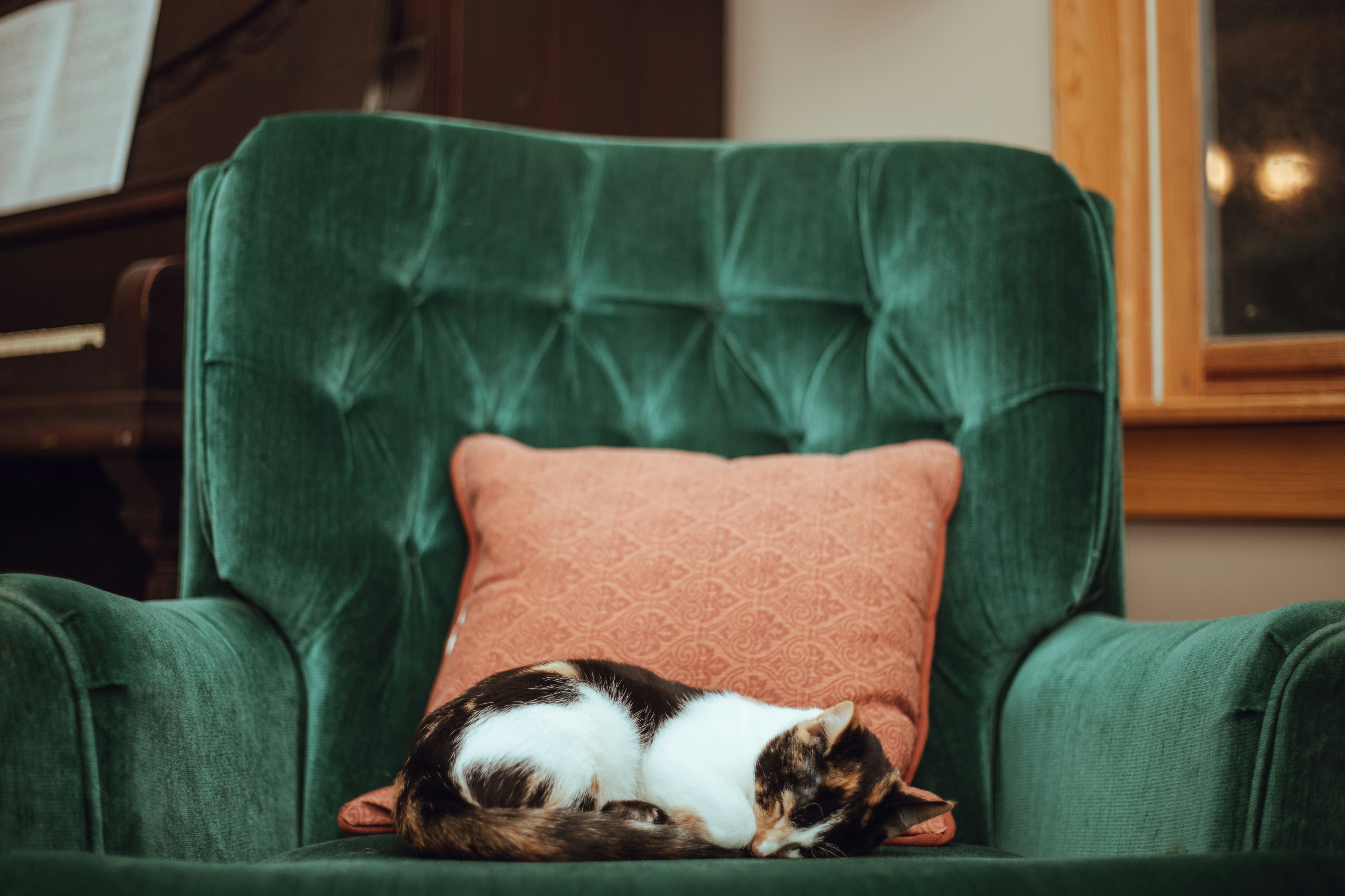cat sleeping on a green chair with a pillow